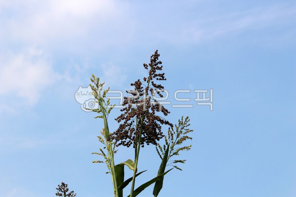 식물, plant, 농작물, 곡식, 수수, 사진,이미지,일러스트,캘리그라피 - benjamin작가