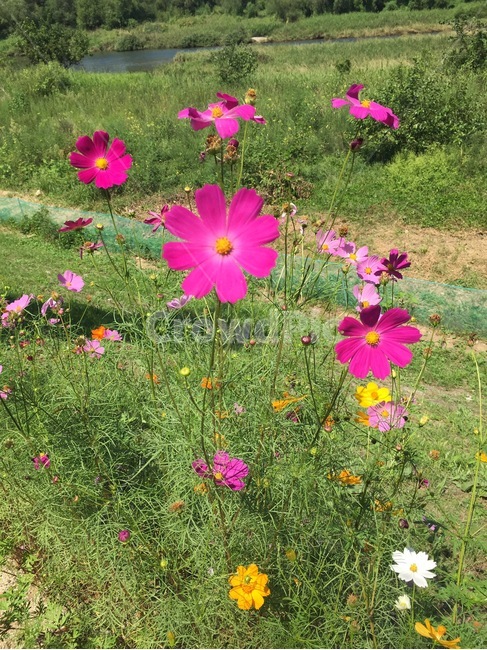 코스모스,가을,분홍,한들한들,꽃