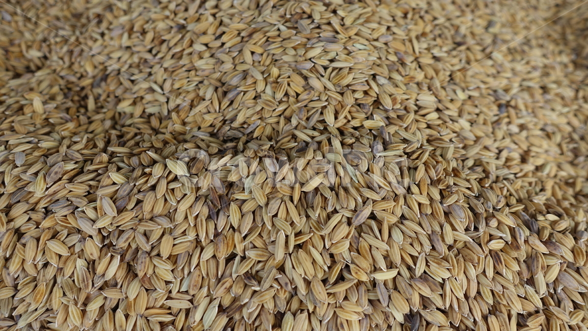 시장,market,쌀,rice,현미,낱알,곡식,grain,양곡