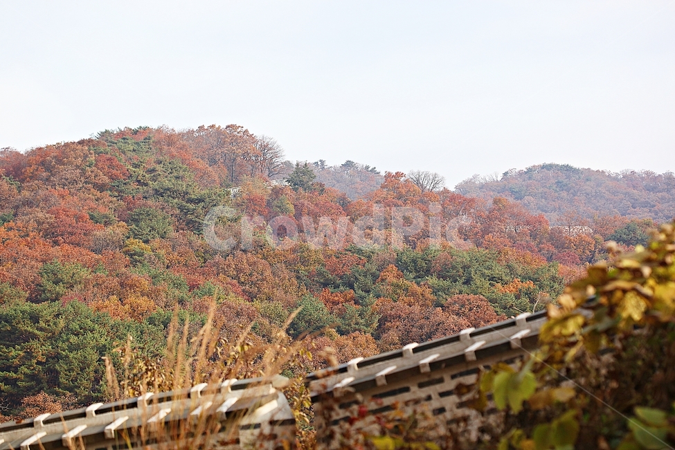 남한산성,성,성곽,단풍,낙엽,길,둘레길,숲,숲길,담,돌담,가을,자연,풍경,벽,울긋불긋,산성,식물,가을,계절,fall,autumn,season,자연,풍경,nature,landscape,outdoors,옥외