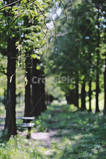 숲길,메타세콰이어,산책로,나무,나뭇가지,tree,trail,metasequoiaroad,forestwalkway,forest,식물,자연,plants,nature