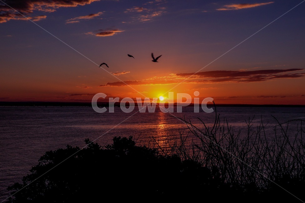 노을,새,풍경,자연,일몰,자연,풍경,nature,landscape,outdoors,옥외,animal,동물,bird,sunlight,햇빛,sunset,red sky,붉은 하늘,sky,하늘,dusk,황혼,dawn,새벽