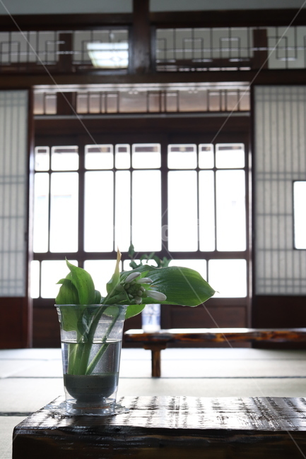 장식,화분,식물,유리,유리잔,가정장식,homedecor,테이블,꽃,한옥,전통,유리문,창살,문살,테코,초록