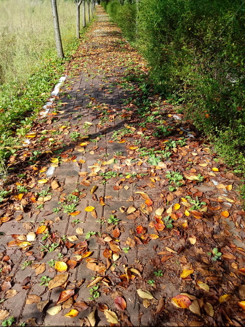 낙엽,나뭇잎,litter,단풍,자연,가을,감성,가을,계절,fall,autumn,season,ground,바닥,path,통로,leaf,잎,plant,식물,walkway,보도,flagstone,판석