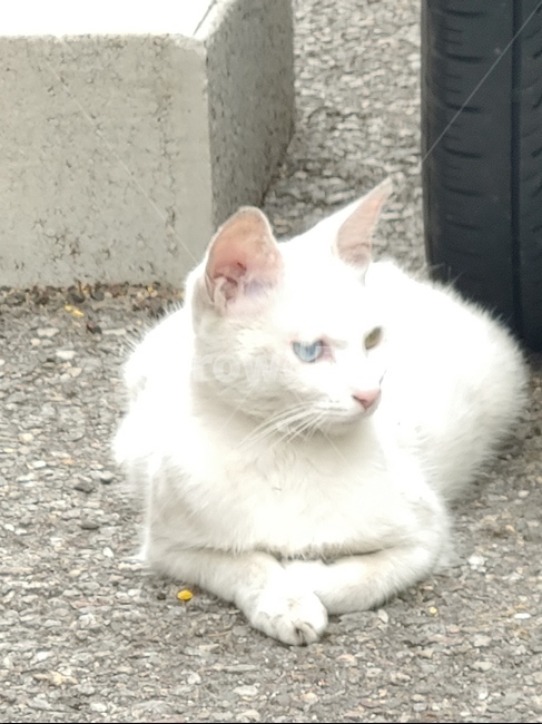 고양이,길,야생,오드아이,하얀색