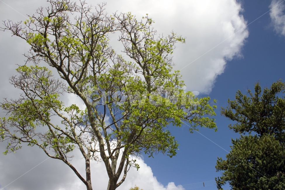 구름,나무,하늘,자연,풍경,식물,자연,plants,nature,나무,trees,wood