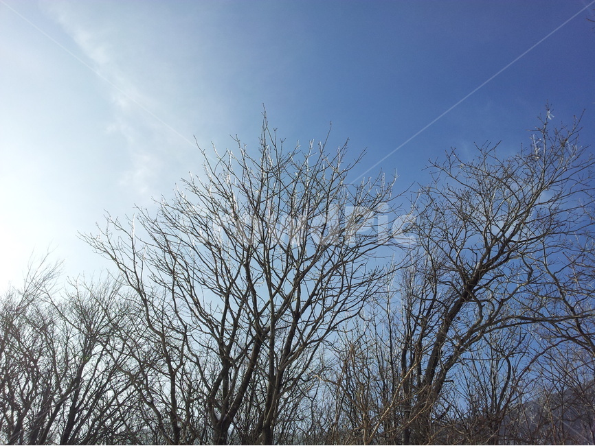 겨울,눈,계절,하늘,나무,겨울,계절,winter,season,식물,자연,plants,nature,나무,trees,wood