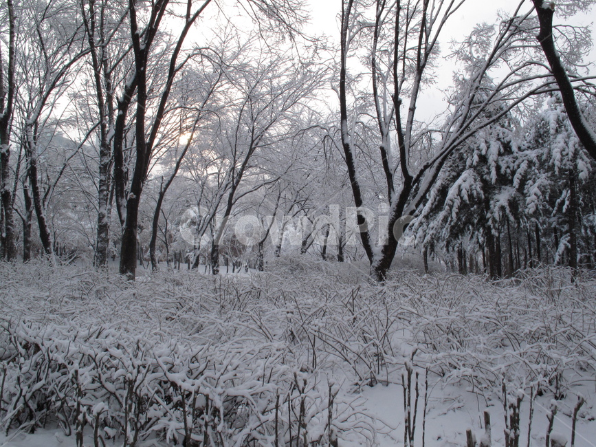설경,눈,눈온풍경,쌓인눈,눈사진,양재시민의숲,겨울,나무,눈꽃,snow,winter,forest,tree,G10,canonG10,캐논G10,canon,캐논,겨울,계절,winter,season,자연,풍경,nature,landscape,식물,plants,나무,trees,wood,outdoors,옥외