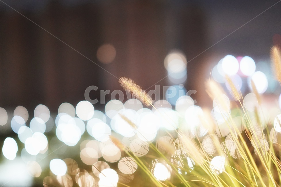 야경,풍경,보케,억새,bokeh,아웃포커싱,가을,계절,fall,autumn,season,야경,밤,풍경,nightscape,night,landscape,감성,sensible,feeling,plant,식물,grass,잔디,lawn