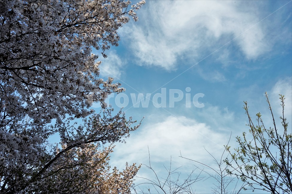 벚꽃,봄,벚나무,자연,하늘,꽃,cherrytree,blossom,spring,봄계절,감성,봄벚꽃,봄꽃,봄,계절,spring,season,자연,풍경,nature,landscape,plant,식물