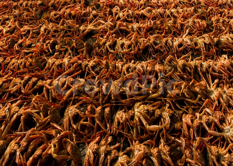 대게,경매,해물,영덕대게,레스토랑,음식,식재료,요리,food,cook,meal,dishes,food reserves,수산물,해산물,fishery products,seafood