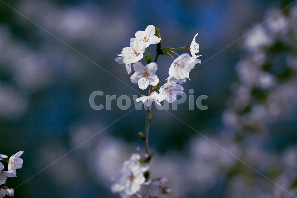 벚꽃,cherryblossom,꽃,flower,봄꽃,봄,계절,spring,season,식물,자연,plants,nature,꽃,flower,plant,geranium,제라늄,blossom