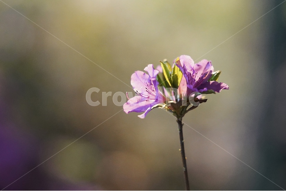 봄,꽃,향기,아웃포커싱,보케,봄,계절,spring,season,식물,자연,plants,nature,꽃,flower,감성,sensible,feeling,geranium,제라늄,plant,blossom