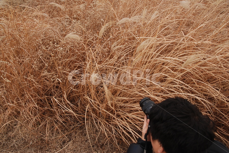 겨울,suwon,평온,쓸쓸한,peace,solitary,solitude,뒷모습,억새,억새풀,남자,감성,emotion,man,남성,winter,사진,촬영,shooting,photographer,사진작가,갈대,갈대숲,가을,계절,fall,autumn,season,grass,잔디,plant,식물