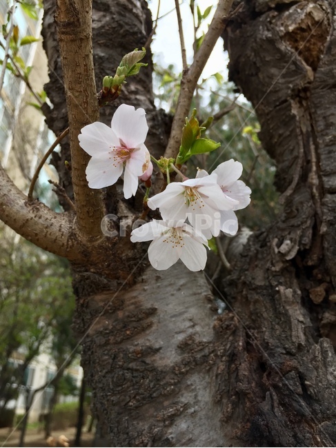 봄,벚꽃,꽃,나무,식물,자연,spring,flower,nature,plants,식물,자연,plants,nature,꽃,flower,나무,trees,wood