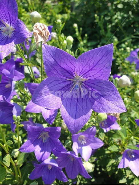 자연,식물,꽃,nature,plant,flower,blossom,purple,보라색,도라지,도라지꽃,보라색꽃,식물,자연,plants,nature,꽃,flower
