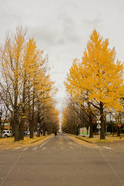 은행나무,도로,아스팔트,식물,plant,tree,나무,은행,노란색,노란,노랑,가을,계절,fall,autumn,season,asphalt