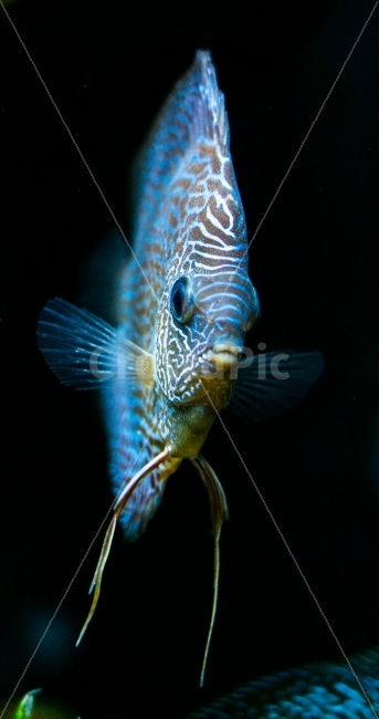 수족관,물고기,여름,바다,감성,시원함,어항,동물,animal,어류,물고기,fish