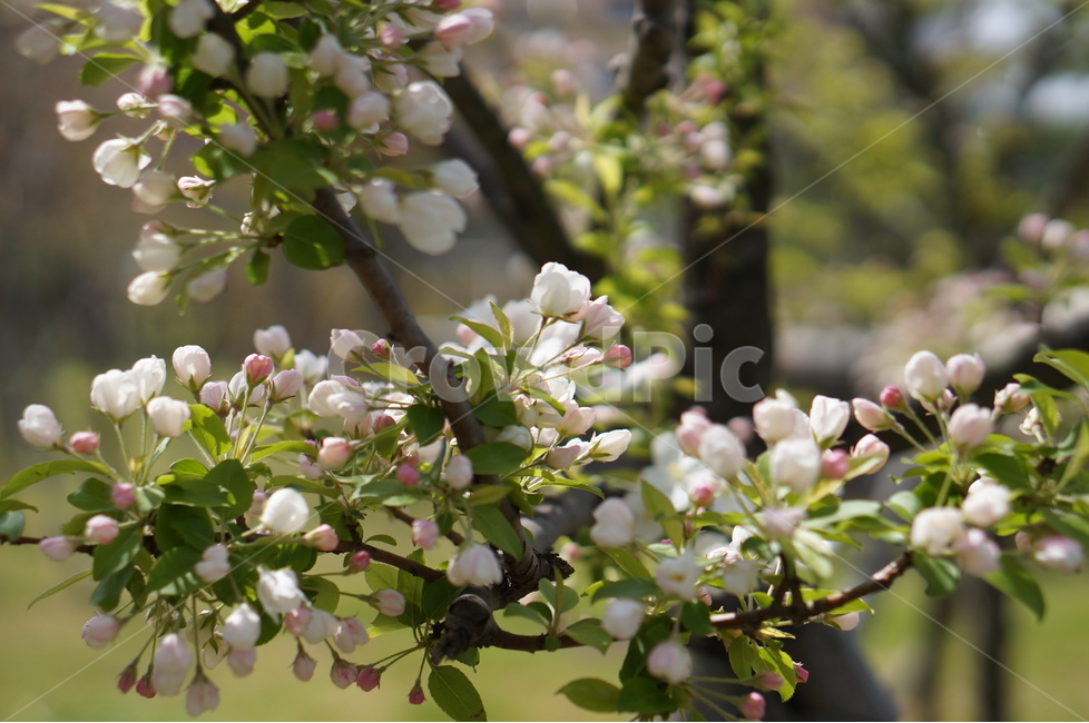사과꽃,봄,연핑크,맑음,아침,꽃봉오리,식물,자연,plants,nature,꽃,flower