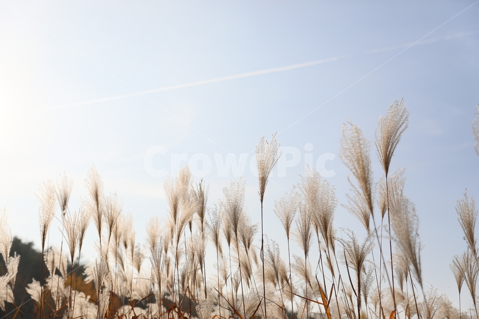 가을,억새,풍경,식물,자연,가을,계절,fall,autumn,season,식물,자연,plants,nature,grass,잔디,plant,lawn,reed,갈대