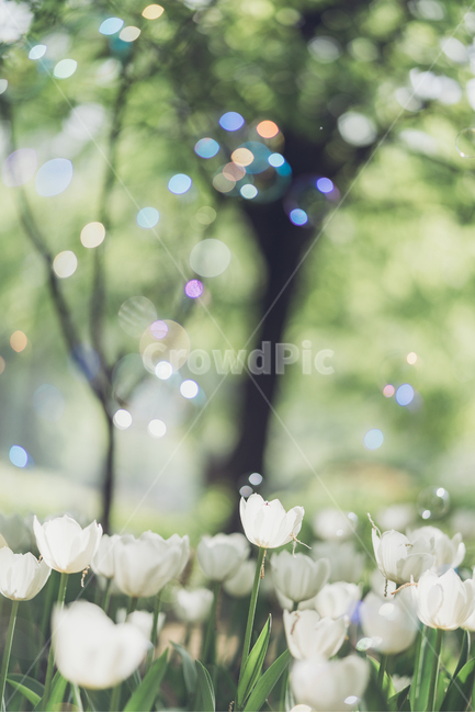 자연,꽃,tulip,튤립,튤립꽃,식물,자연,plants,nature,꽃,flower