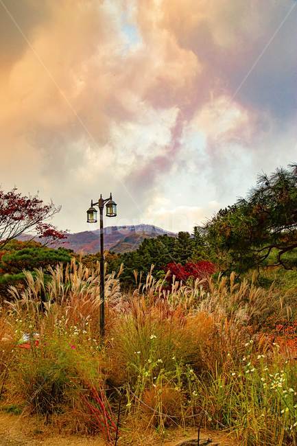 가로등,하늘,구름,억새풀,가을,단풍,은행나무,풍경,나무,감성,가을,계절,fall,autumn,season