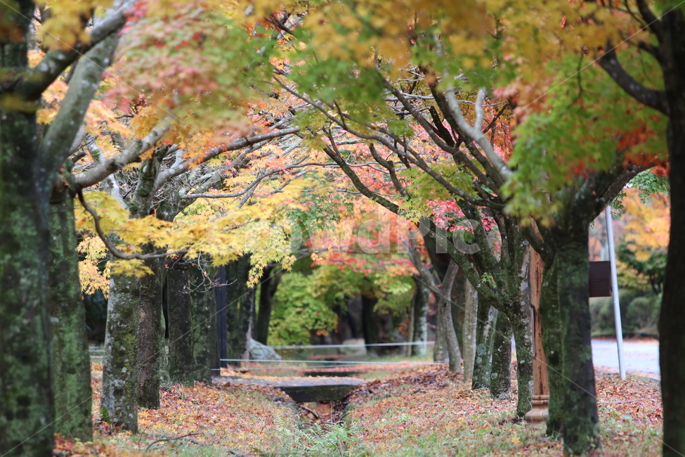 단풍나무,단풍터널,가을,가을단품,단풍,낙엽,가을,계절,fall,autumn,season,tree,나무,tree trunk,나무 줄기,plant,식물