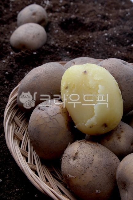 삶은감자,수미감자,통감자,요리,요리재료,채소,food,음식,plant,식물,potato,감자,vegetable,야채,음식,식재료,요리,food,cook,meal,dishes,food reserves