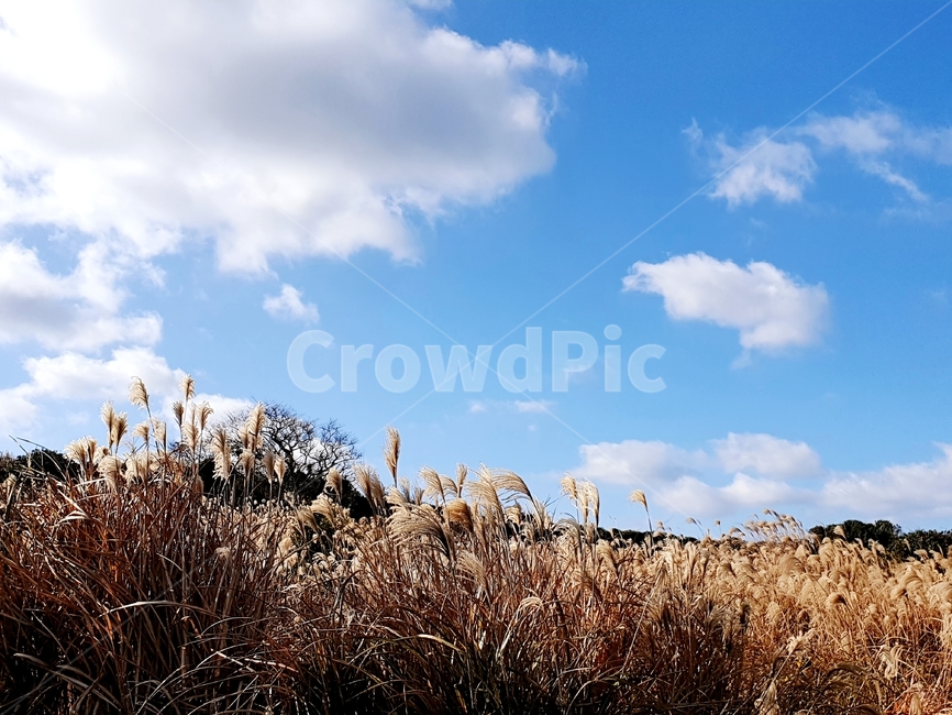 갈대,하늘,구름,파란,길,가을,계절,fall,autumn,season