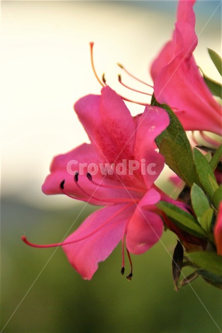 plant,식물,꽃,flower,진달래꽃,자연