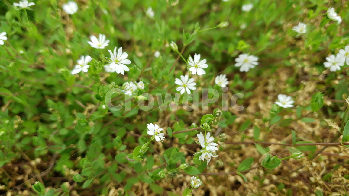 작은꽃,야생황,주변,흔한,small,flower,접사,mirco,매크로