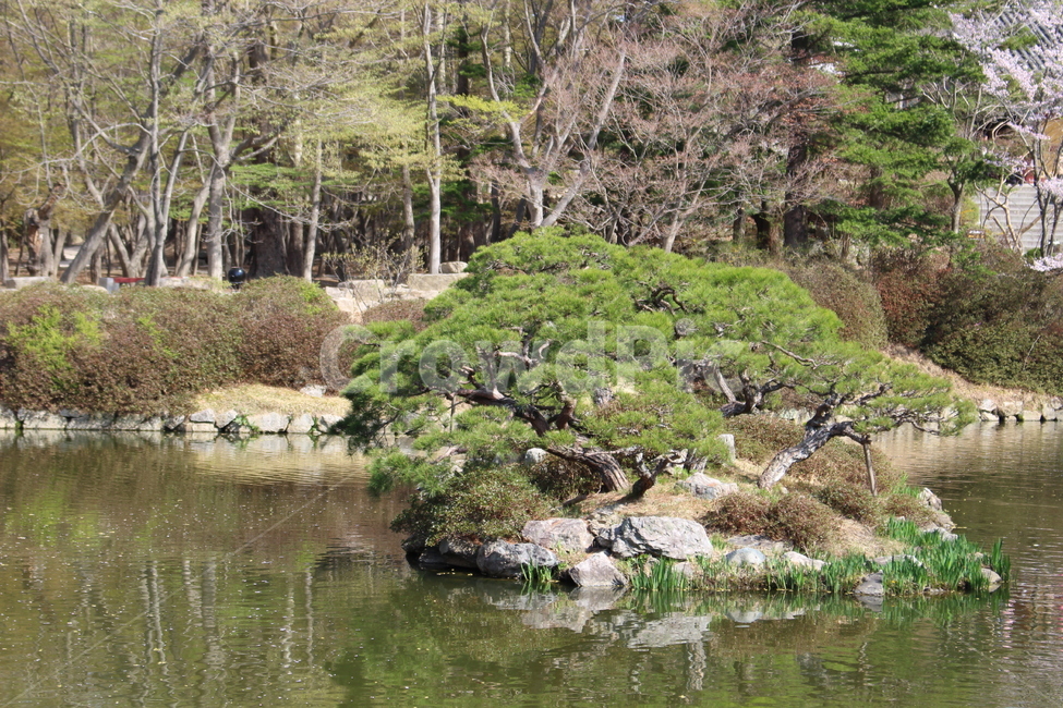 봄,자연,불국사,호수,나무,자연,풍경,nature,landscape,water,물,outdoors,옥외