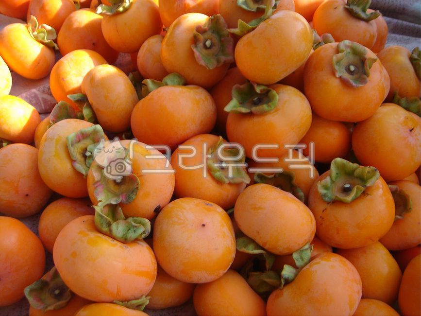 감,감농장,과일,가을,가을과일,fruit,감수확,과일수확,홍시,주황색