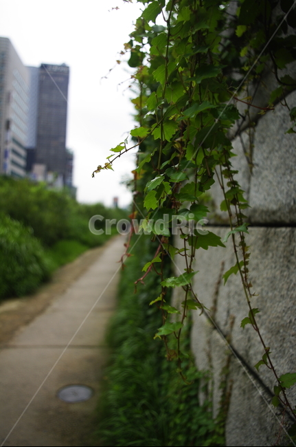 초록,잎,나무,식물,plant,자연,nature,청계천,자연,풍경,nature,landscape