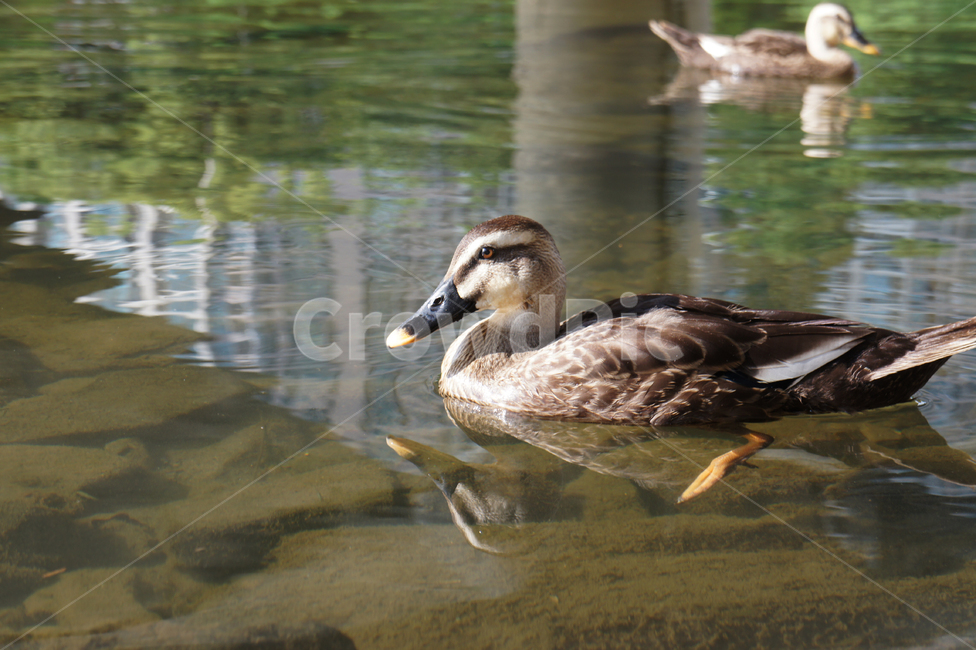 청둥오리,안양천,river,강,물,water,동물,동물,animal,조류,새,birds