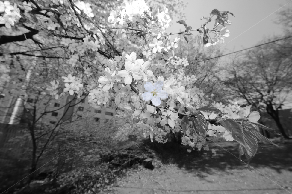 벚꽃,식물,하늘,감성사진,자연풍경,봄,계절,spring,season,식물,자연,plants,nature,꽃,flower,흑백,모노톤,monochrome,black and white,plant,animal,동물,bird,새,blossom