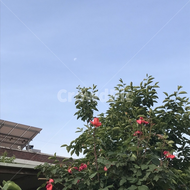 식물,plant,나무,장미,달,하늘