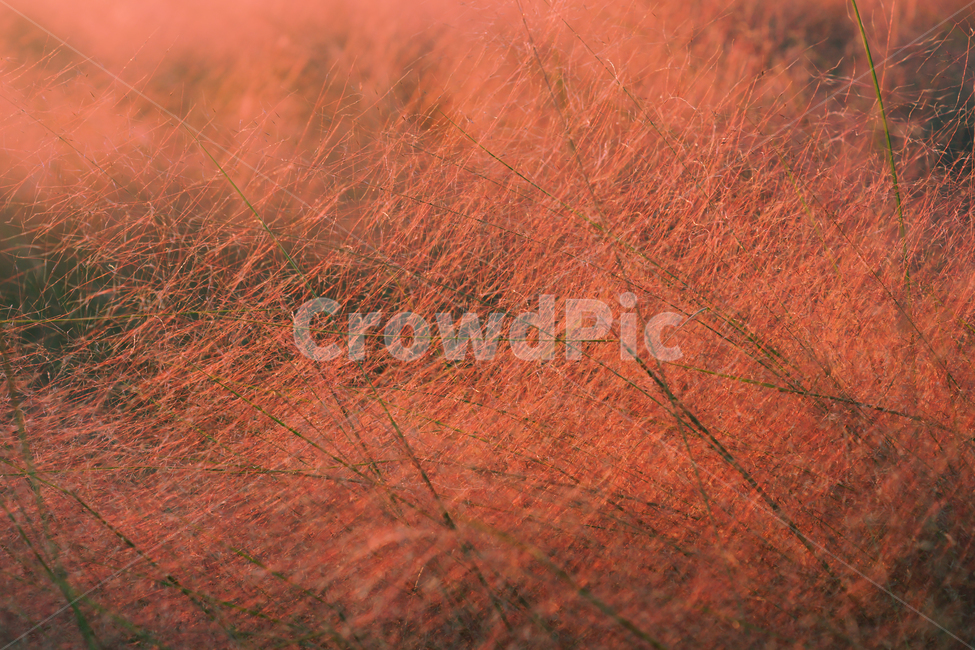 감성,핑크뮬리,따뜻함,따스함,색감,파스텔톤,분홍,바람,자연,꽃,힐링,flower,pink,feeling,sensible,nature,wind,분위기있는,분위기,파스텔,경주,여행,trip,travel,traveling,한국,국내,축제,식물,자연,plants,nature