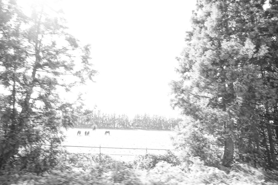 흑백,감성,초원,자연,풍경,순간,흑백사진,blackandwhite