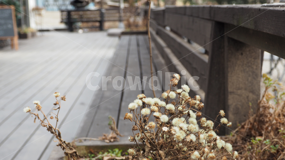 야생화,식물,야외,wildflower,plant,outdoor