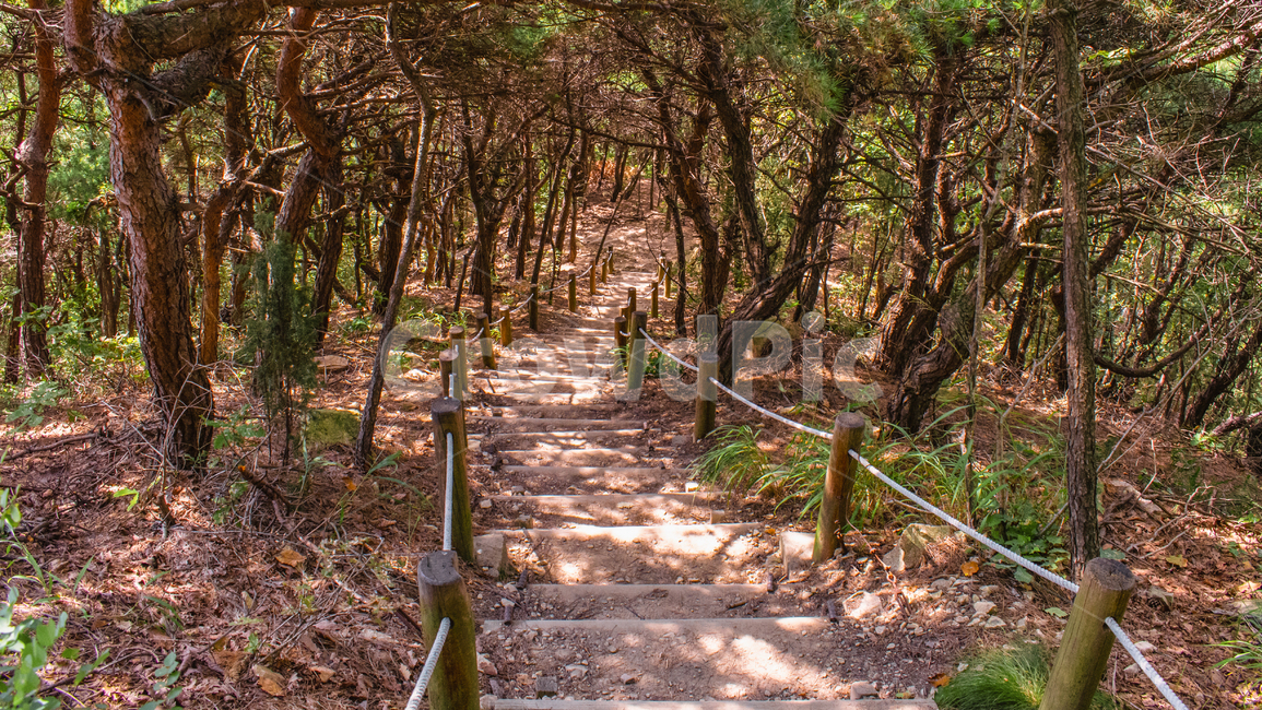 오솔길,등산로,계단,숲속길,둘레길,자연,풍경,nature,landscape,ground,바닥