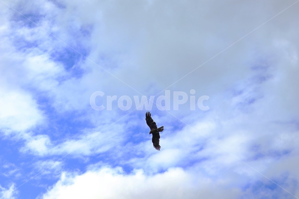 하늘,새,솔개,풍경,맹금류,푸른하늘,sky,bird,동물,animal,조류,새,birds