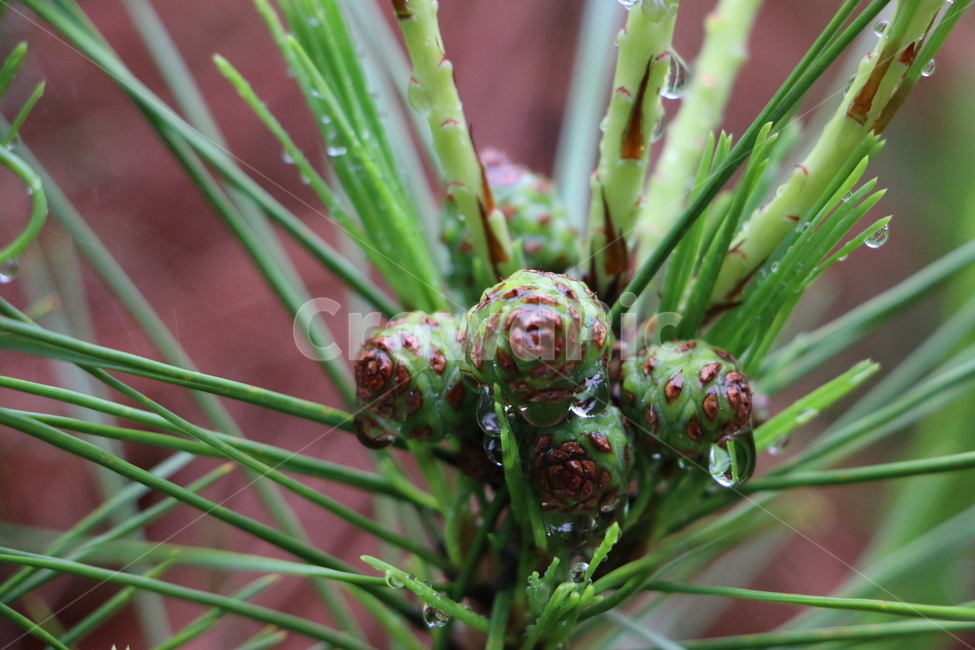 소나무,솔방울,물방울,dewdrop,koreanredpine,cone,식물,자연,plants,nature