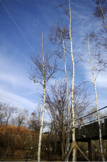 겨울,나무,공원,식물,plant,자작나무,하늘,구름,자연,풍경,nature,landscape,tree