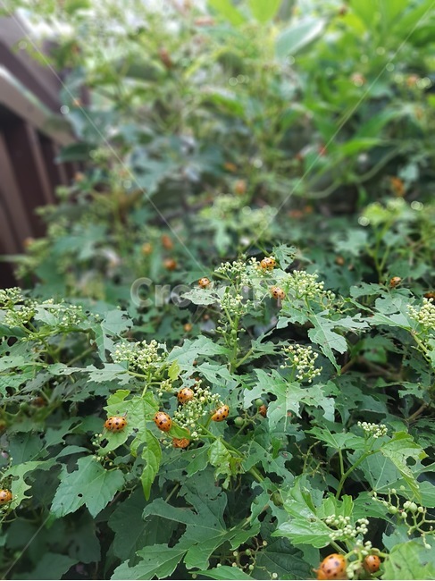 풀,무당벌레,여름,녹색,무당벌레들,동물,animal,곤충,벌레,insect,bug
