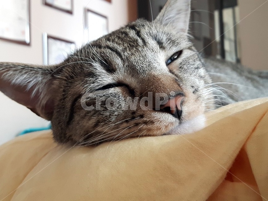 고양이,코리안숏헤어,고등어태비,졸린고양이,반려묘,동물,귀여운,고양이얼굴,반려동물,cat,koreanshorthair,냥이,냥냥이,코숏,낮잠,동물,animal,포유류,mammal,고양이,cat,kitten,kitty