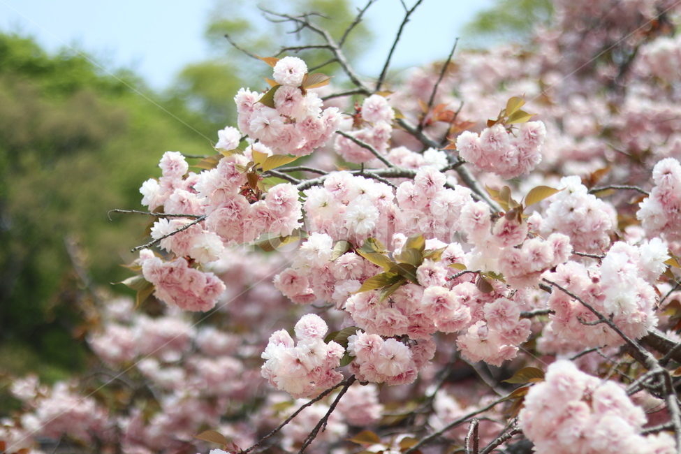 겹벚꽃,왕벚꽃,핑크,봄,풍경,봄,계절,spring,season,식물,자연,plants,nature,꽃,flower,plant,blossom