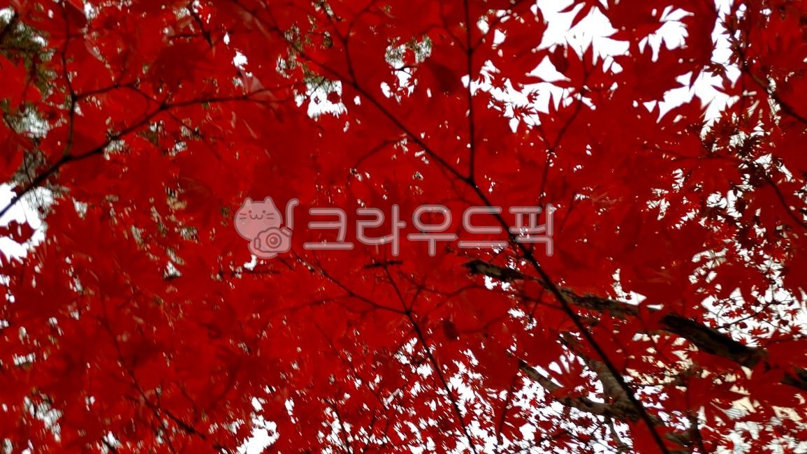 단풍, 바람, 가을, 잎, 낙엽, 사진,이미지,일러스트,캘리그라피 - magicH작가