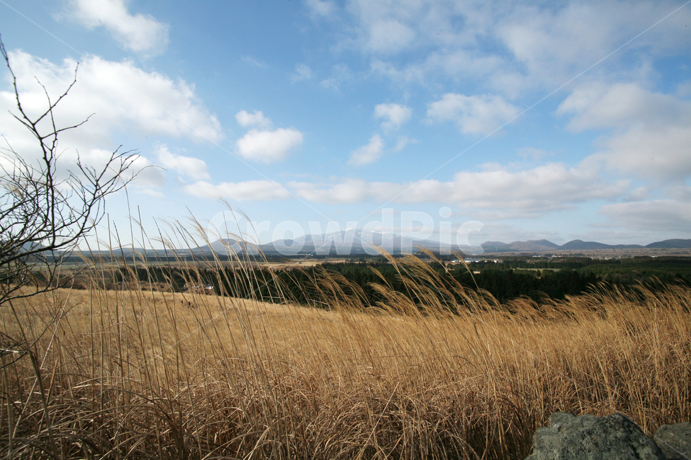 제주도,가을,한라산,갈대,하늘,구름,자연,풍경,nature,landscape,한국자연풍경,한국자연경관,korea nature landscape,제주도,jeju,jeju island,plant,식물,grass,잔디,lawn