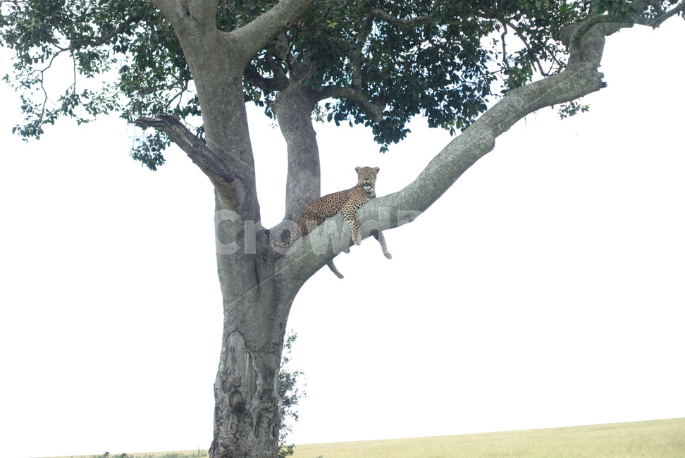 plant,식물,tree,나무,treetrunk,나무줄기,표범,동물,사파리,safari,포유류,leopard,animal